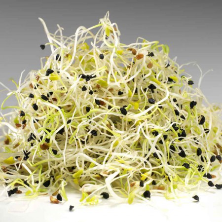 Atelier graines germées et jeunes pousses du jeudi 16 juin